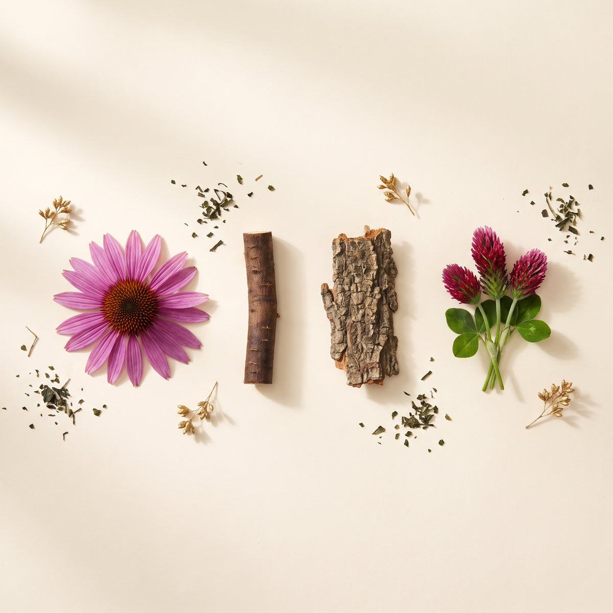 Echinacea, Klettenwurzel, Stachelesche und Rotklee nebeneinander